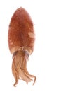 Fresh Squid Isolated Royalty Free Stock Photo