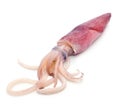 Fresh squid Royalty Free Stock Photo