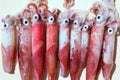 Fresh squid loligo vulgaris after catch