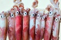 Fresh squid loligo vulgaris after catch Royalty Free Stock Photo