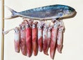 Fresh squid loligo vulgaris after catch and Mahi-Mahi