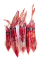 Fresh squid Loligo vulgaris seafood catch Royalty Free Stock Photo