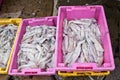 Fresh squid in the market Royalty Free Stock Photo