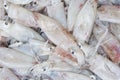 Fresh squid in the market Royalty Free Stock Photo