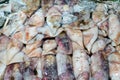Fresh Squid on a market stall. Closeup fresh squid on the market. Fresh seafood.