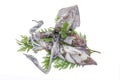 Fresh squid on pine tree branch with parsley isolated on white background Royalty Free Stock Photo