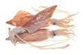 Fresh Squids Royalty Free Stock Photo
