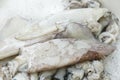 Fresh Squids, coleoidea sp. on Fish Stall Royalty Free Stock Photo