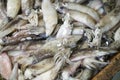 Fresh Squids, coleoidea sp. on Fish Stall Royalty Free Stock Photo