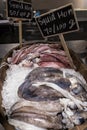 Fresh squids in ice bucket with pricetag for display at seafood restaurant