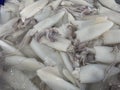 Fresh squids with ice for sale