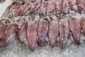 Fresh squids lying on ice counter at seafood market in Athens, Greece. Open shelf with calamary at fish market. Close up