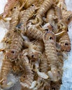 Fresh Squilla Mantis shrimps or sea cicadas at seafood market