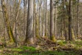 Fresh stand of Bialowieza Forest in spring
