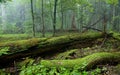 Fresh stand of Bialowieza Forest in summer Royalty Free Stock Photo