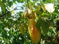 Fresh Star Fruit Or Carambola on the tree