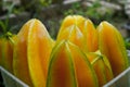 fresh starfruit or carambola (Averrhoa carambola)