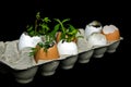 plants in egg shell in paper carton