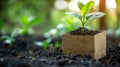 Fresh Start: Seedling Thriving in Cardboard Planter Box on Soil Royalty Free Stock Photo