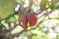 Fresh Sterculia monosperma or chestnuts on tree of Thai species.