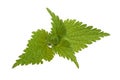 Fresh stinging nettle