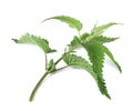 Fresh Stinging nettle Royalty Free Stock Photo