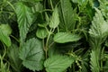 Fresh stinging nettle leaves as background, closeup view Royalty Free Stock Photo