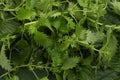 Fresh stinging nettle leaves as background, closeup view Royalty Free Stock Photo