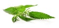 Fresh stinging nettle plant on white background