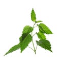 Fresh stinging nettle plant on white background