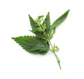 Fresh stinging nettle plant on white background