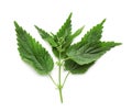 Fresh stinging nettle plant on white background