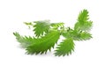 Fresh stinging nettle plant on white background