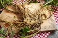 Fresh stinging nettle root, close up