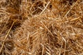 Fresh straw hay bales, food for cattle Royalty Free Stock Photo