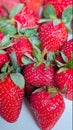 Fresh strawaberry delicious Royalty Free Stock Photo