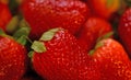 Fresh Strawberries are Sweet, Tasty and Nutritious