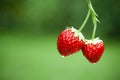 Fresh strawberries Royalty Free Stock Photo