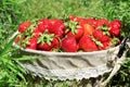 Fresh, strawberries in a basket