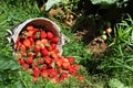 Fresh, strawberries in a basket