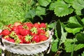 Fresh, strawberries in a basket