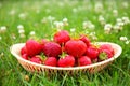 Fresh strawberries in a basket on a lawn