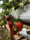 Fresh strawberries from Cameron Higland farm