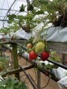 Fresh strawberries from Cameron Higland farm