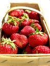 Fresh strawberries in a chip basket against a white background Royalty Free Stock Photo