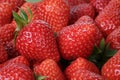Fresh strawberries close up Royalty Free Stock Photo