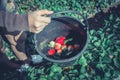 Fresh strawberries closeup. holding strawberry in hands