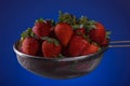 Fresh strawberries in a colander on a blue background Royalty Free Stock Photo