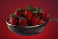 Fresh strawberries in a colander on a red background Royalty Free Stock Photo