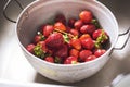 Fresh strawberries in colander, washed in water